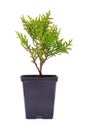 Small thuja in the garden pot