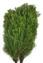 Small thuja isolated on white