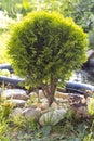 a small thuja near a garden pond, a coniferous plant and decorative stones