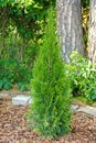 Small thuja planted in garden