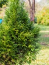 Small Thuja tree, yellow and green blur background