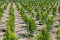 Small thuja trees in nursery