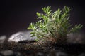 Small thyme plant close up shot. Dark background. Royalty Free Stock Photo