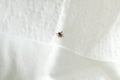 Small tick on a cloth