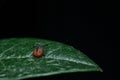 Tick on the green leaf waiting the host Royalty Free Stock Photo
