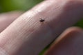 Small tick on human finger, danger in forest. Royalty Free Stock Photo