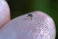 Small tick on human finger, danger in forest. Royalty Free Stock Photo