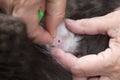 A small tick that parasitizes the skin of a cat. Hands of a female veterinarian brushing away the cat`s fur and trying to pull a t Royalty Free Stock Photo