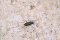 small tiger beetle