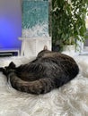 small tiger cat is sleeping happy on a bed Royalty Free Stock Photo