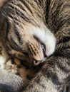 small tiger cat is sleeping happy on a bed Royalty Free Stock Photo