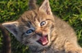 Small tiger meowing kitten with open mouth.