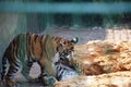 Small, tigers, striped, zoo, dangerous, predator, wild, animal