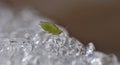 Aphid on Ice - Macro Photography - United Kingdom Royalty Free Stock Photo