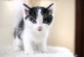 Small tiny black and white tuxedo kitten on cat tree in animal shelter Royalty Free Stock Photo