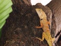 Small tiny brown yellow wild small size tropical lizard