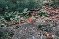 Small tiny chipmunk sitting on stone rock ground in forest Royalty Free Stock Photo