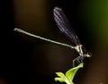 Small tiny colorful dragonfly