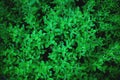 Small tiny deep dark green leaves of a bush background wallpaper for a natural texture pattern. Royalty Free Stock Photo