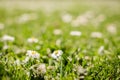 Peaceful soft background image of small tiny flowers growing strong