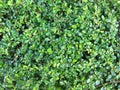 Small tiny green leaf on the wall