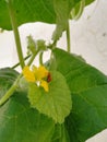 A small tiny insect hiding behind a flower Royalty Free Stock Photo