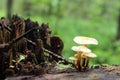 Small tiny mushrooms are growing on the old stump in the forest