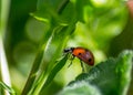 Close-up of small red ladybug climbing on plant stem, green leaves, insect, outdoors, natural background