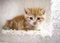 Small tiny orange tabby kitten on cat tree in animal shelter