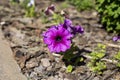 Small and tiny outdoor purple flowers