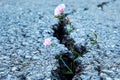Small tiny pink flower growth through the asphalt crack Royalty Free Stock Photo