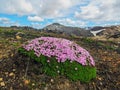 Small tiny pink flowers blooming moss in Landmannalaugar, Fjallabak Nature Reserve, Highlands of Iceland Royalty Free Stock Photo