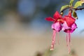 Small tiny red-pink-purple wildflowers on the figth with green and blue background with bokeh effect Royalty Free Stock Photo