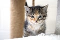 Small tiny tabico calico tabby kitten on cat tree in animal shelter