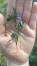 A small tiny violet flower and leaves in a girl hand