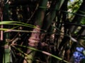 A small tiny water drop on the green bamboo leaf, and this photo has amazing background blur and selective focus on the background Royalty Free Stock Photo