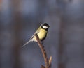 Small tit bird sits on pine branch Royalty Free Stock Photo