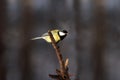 Small tit bird on tree branch ready to fly Royalty Free Stock Photo