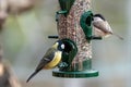 Closeup of birds eating out of a seed feeder