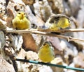 Small tits out of the nest