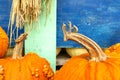 Small to medium size bright orange pumpkins for sale at a pumpkin farm market closeup in autumn Royalty Free Stock Photo