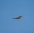 Cooper`s hawk flying in the air Royalty Free Stock Photo