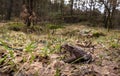 Small toad in big forest. Common toad, Bufo bufo, on its way to the breeding pond in april. Norway. Royalty Free Stock Photo