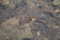 Small Toad or frog in water Royalty Free Stock Photo