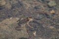 Small Toad or frog in water Royalty Free Stock Photo