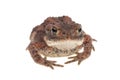 Small toad front view Royalty Free Stock Photo