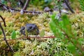 Small toad sitting in moss in a swamp. Royalty Free Stock Photo