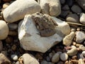 Small toad sitting on a rock Royalty Free Stock Photo