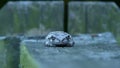 Small Toad Sleeping on Wooden Boards Royalty Free Stock Photo