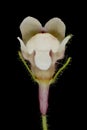 Small Toadflax (Chaenorhinum minus). Flower Closeup